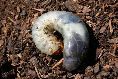 grub