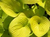 hosta hosta