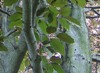 birch tree birch tree