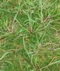 barnyard grass barnyard grass