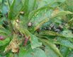 japanese beetles on crabapple tree japanese beetle