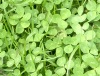 clover clover