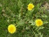 dandelion dandelion