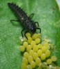 lady bug larvae with eggs lady bug larvae