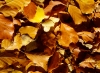 leaves leaves