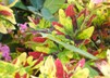 praying mantis praying mantis
