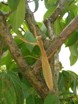 praying mantis praying mantis