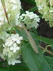 praying mantis praying mantis