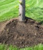 mulch volcano mulch volcano