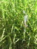 yellow garden spider yellow garden spider