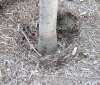 planted too deep planted too deep