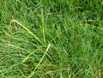 yellow nutsedge yellow nutsedge