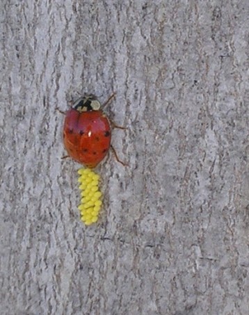 lady bug