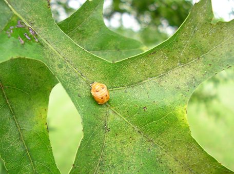 pupal
