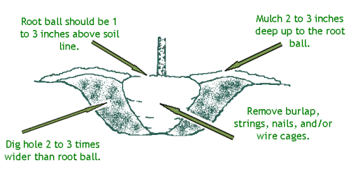 planting guide planting guide