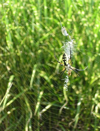 spider