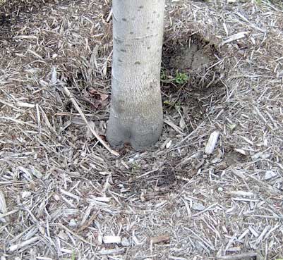 planted too deep